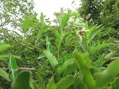 Stomatostemma monteiroae