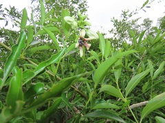 Stomatostemma monteiroae