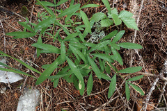 Laserpitium peucedanoides