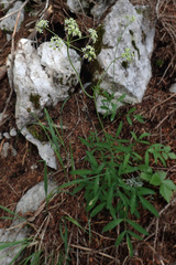 Laserpitium peucedanoides