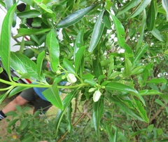 Stomatostemma monteiroae