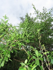 Stomatostemma monteiroae