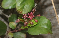 Ribes viburnifolium