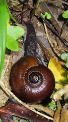 Powelliphanta