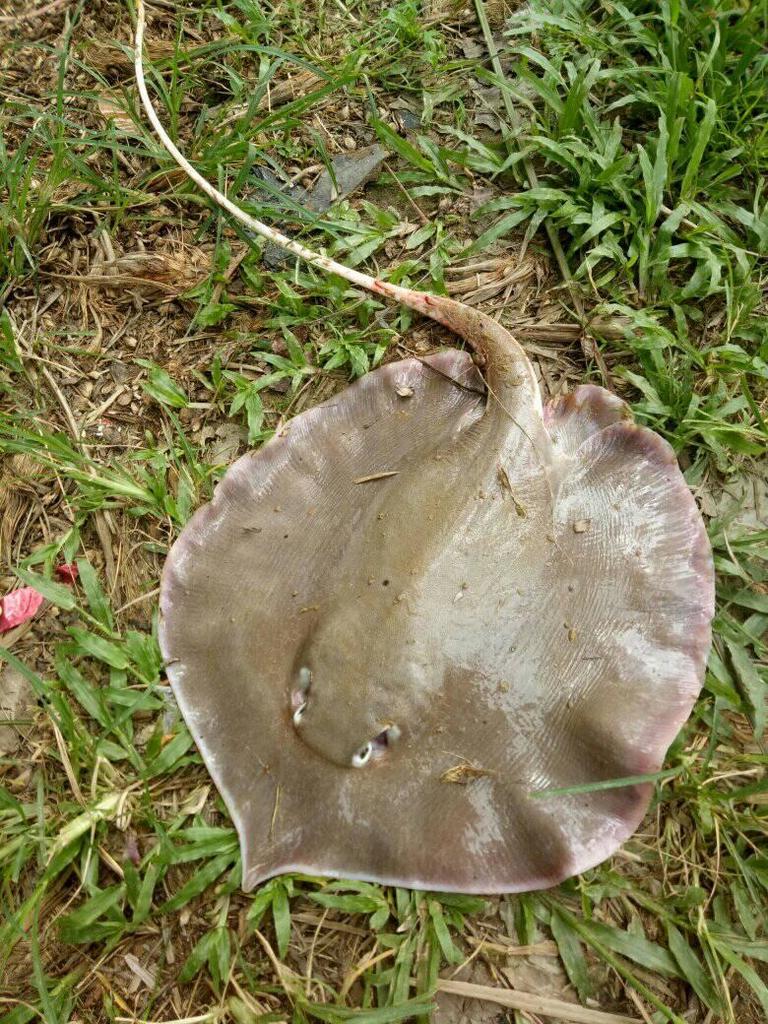 White-Edge Freshwater Whipray