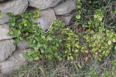 Ribes viburnifolium