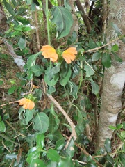 Crossandra zuluensis