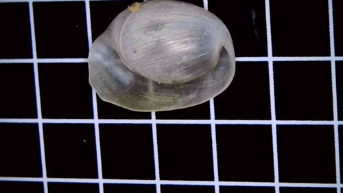 Japanese Bubble Snail, photo 3 of 10