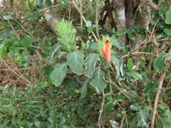 Crossandra zuluensis