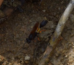 Sceliphron coromandelicum