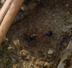 Sceliphron coromandelicum