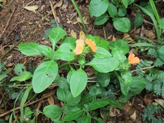 Crossandra fruticulosa