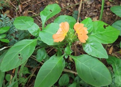 Crossandra fruticulosa