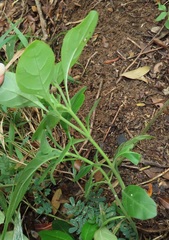 Crossandra fruticulosa