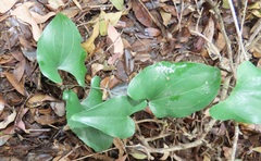 Dioscorea cotinifolia