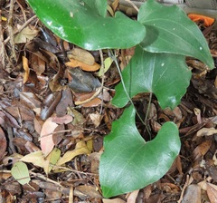 Dioscorea cotinifolia