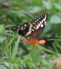 Papilio constantinus constantinus