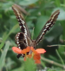 Papilio constantinus constantinus