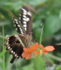 Papilio constantinus constantinus