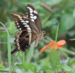 Papilio constantinus constantinus