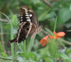 Papilio constantinus constantinus