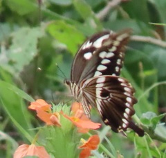 Papilio constantinus constantinus