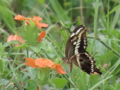 Papilio constantinus constantinus
