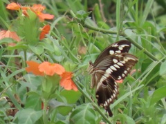 Papilio constantinus constantinus