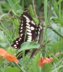 Papilio constantinus constantinus