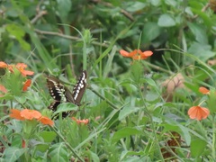 Crossandra fruticulosa