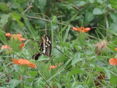 Crossandra fruticulosa