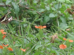 Crossandra fruticulosa