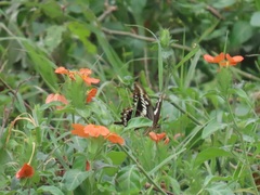 Crossandra fruticulosa