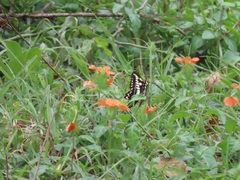 Crossandra fruticulosa