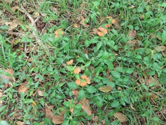 Crossandra fruticulosa