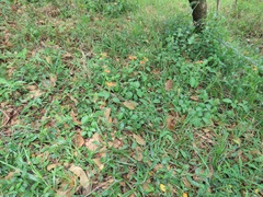 Crossandra fruticulosa