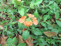 Crossandra fruticulosa