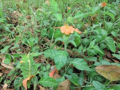 Crossandra fruticulosa