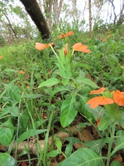 Crossandra fruticulosa