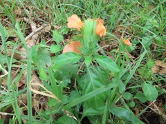 Crossandra fruticulosa