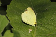 Pyrisitia dina