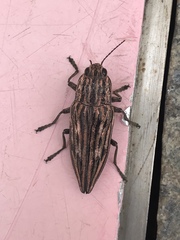 Chalcophora japonica