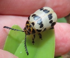 Polyclada pectinicornis