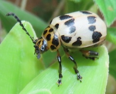 Polyclada pectinicornis