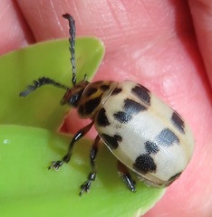 Polyclada pectinicornis