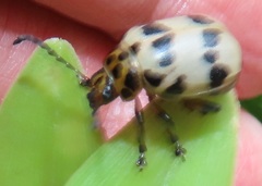 Polyclada pectinicornis