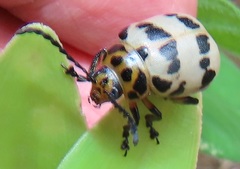 Polyclada pectinicornis