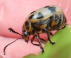 Polyclada pectinicornis