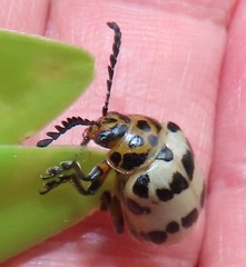 Polyclada pectinicornis