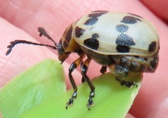 Polyclada pectinicornis